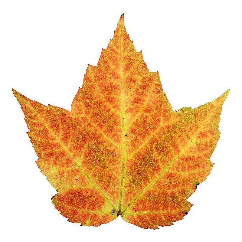 Photograph of Autumn Leaf